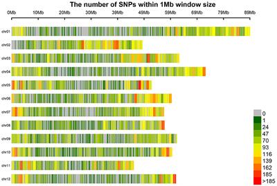 Understanding the Effectiveness of Genomic Prediction in Tetraploid Potato